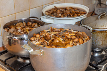 Fototapeta premium Delicious honey mushrooms in a ceramic plate . Honey fungus (Armillaria mellea) mushrooms in the bowl. Selective focus. Shallow depth of field.Mushrooms in a saucepan.