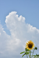 夏の空に咲く向日葵