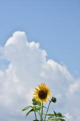 夏の空に咲くひまわり