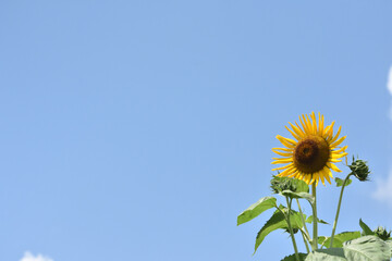 夏の空に咲く向日葵