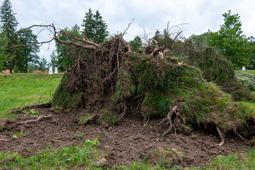 Fototapeta premium Large uprooted tree with exposed roots and soil after strong windstorm on July 7, 2025, in a park in Svidník, Slovakia. Visible damage to ground and grass.