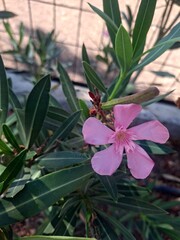 pink flower in the garden
