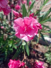 pink flower in the garden