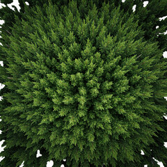 A dense green coniferous tree isolated on transparent background