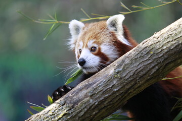 Fototapeta premium Red Panda Resting in Forest Canopy