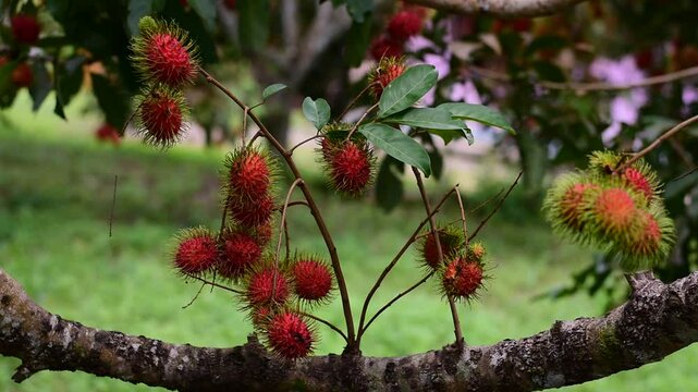 Fresh rambutan from garden for sale, Rambutan, Nasarn Rambutan, Nasarn school rambutan is most delicious rambutan in Thailand