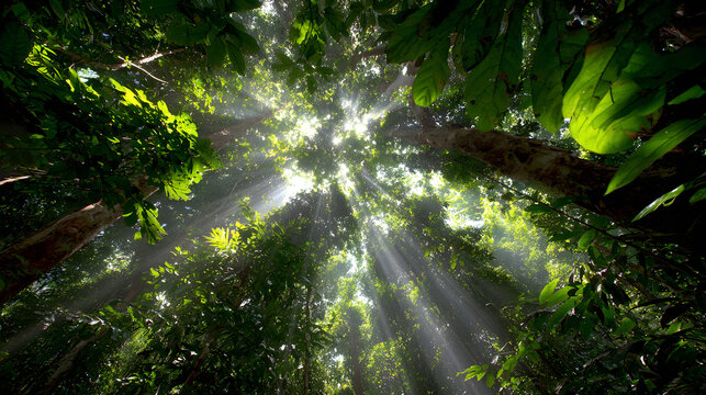 Rainforest Canopy Sunlight - Powered by Adobe
