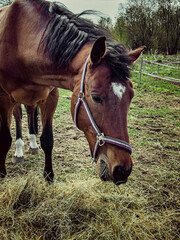 On the farm, before dressage, horses eat hay so that there is energy for running.