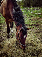 Beautiful palomino horse, quorter eating hay in the pasture in the sunshine, fall
