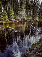 The river reflects the pine-covered mountainside nearby.