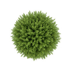 Fototapeta premium A top view of a green bush isolated on transparent background