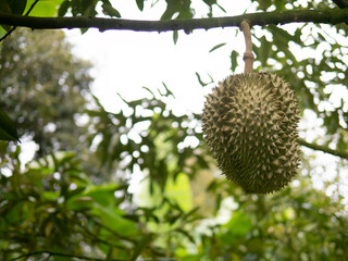 Nature is Pride Fresh Durian on the Tree © Pisit
