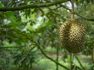 Nature is Pride Fresh Durian on the Tree © Pisit