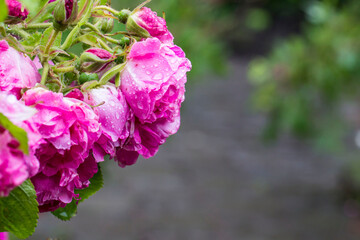 pink roses in the rain. colorful photo of a flower in its natural habitat with raindrops. blurred background with highlights and bokeh.