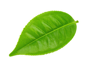Obraz premium A vibrant green leaf with prominent veins and serrated edges, showcasing natural texture and freshness.