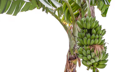 Banana Tree with Full Yield Nature is Abundance on White