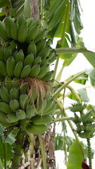 Banana Tree with Full Yield Nature is Abundance on White
