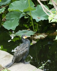 蓮池の側で鵜が休んでいる