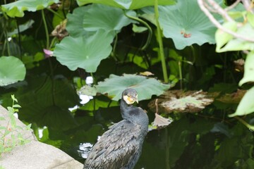 蓮池の側で鵜が休んでいる