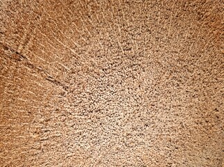 texture of the stone palm tree wodden