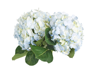 Hydrangea flower, Hydrangea macrophylla, isolated on white background, with clipping path 
