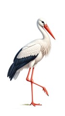 Fototapeta premium Detailed illustration of a stork