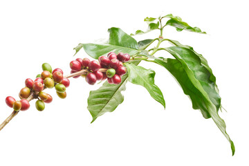 Red coffee beans on a branch of coffee tree with leaves, ripe and unripe coffee beans isolated on white background with clipping path  