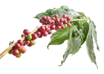Red coffee beans on a branch of coffee tree with leaves, ripe and unripe coffee beans isolated on...