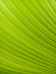 close-up shot of a vibrant green palm leaf reveals its intricate pattern of parallel veins and...