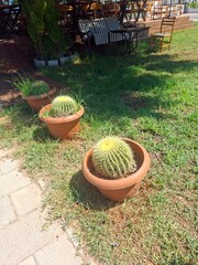 cactus in garden
