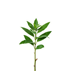 Fototapeta premium Fresh green plant stem with leaves on white background 