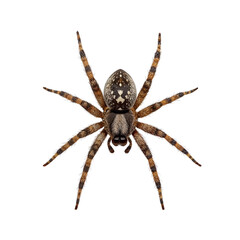 Fototapeta premium Brown spider on a white background in close-up view 