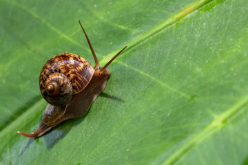 A small, brown snail with a delicate shell slowly crawls on a vibrant green leaf, captured in a...
