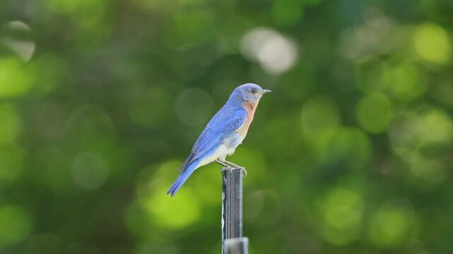 Close-up shot of a bluebird perched on a pole, with soft green bokeh filling the background