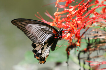 A colorful insect  butterfly with delicate wings rests on a vibrant flower or lush leaf, showcasing...