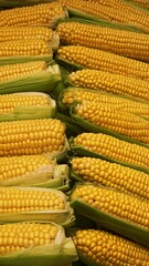 The corn cobs are on the counter.