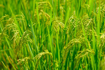 close up photo of golden rice field