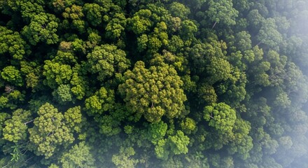 Naklejka premium Aerial view of a dense, vibrant green rainforest canopy with hints of mist, showcasing lush tropical foliage from above.