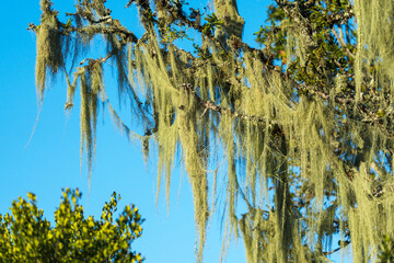 Old man’s beard lichen (Usnea barbata) drapes tree branches in a forest near Gqeberha, Eastern...