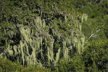 Old man&rsquo;s beard lichen (Usnea barbata) drapes tree branches in a forest near Gqeberha, Eastern Cape, South Africa. This epiphytic lichen thrives in clean, moist air and natural woodlands.