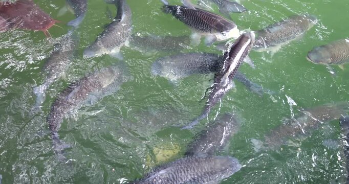 Footage of Fish in the lake; Tasik Biru, Bau, Sarawak