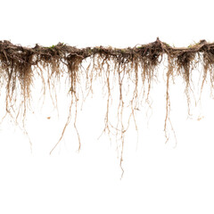 botanical element of ancient vine with moss and cracked surface isolated on transparent background