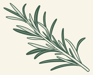 Obraz premium Vector art of a handdrawn illustration of a fresh green rosemary sprig with delicate leaves