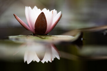 Weiße Seerose schwebt ruhig mit Spiegelung auf stillem Teich