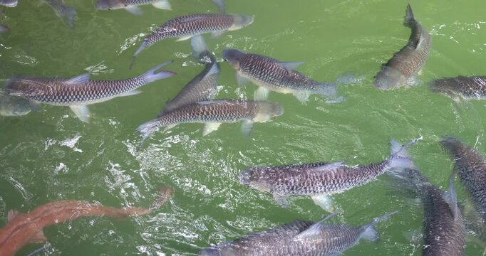 Footage of Fish in the lake; Tasik Biru, Bau, Sarawak