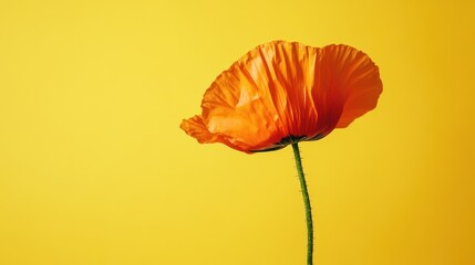 Single orange poppy against a bright yellow background