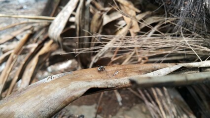 Polyrhachis dives, silver spiny ant, Iridomyrmex anceps, Polyrhachis schlueteri. Perfect for documentaries about tropical rainforests and World Wildlife Conservation Day on December 4th.