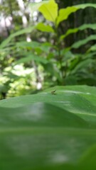 Heleomyzinae, Homoneura, Dirioxa pornia. Shot in jungle. Perfect for documentaries about tropical rainforests and World Wildlife Conservation Day on December 4th.
