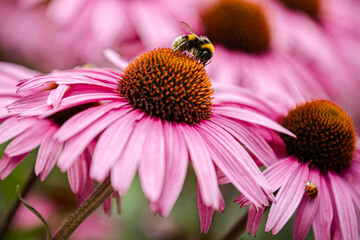 Rosa Sonnenhut mit Hummel und Marienkäfer im lebendigen Garten