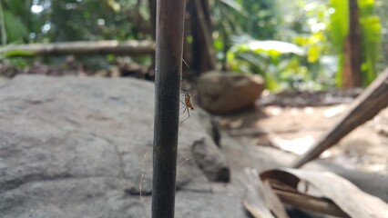 Adult Stilt-legged Fly Perfect for documentaries about tropical rainforests and World Wildlife Conservation Day on December 4th.